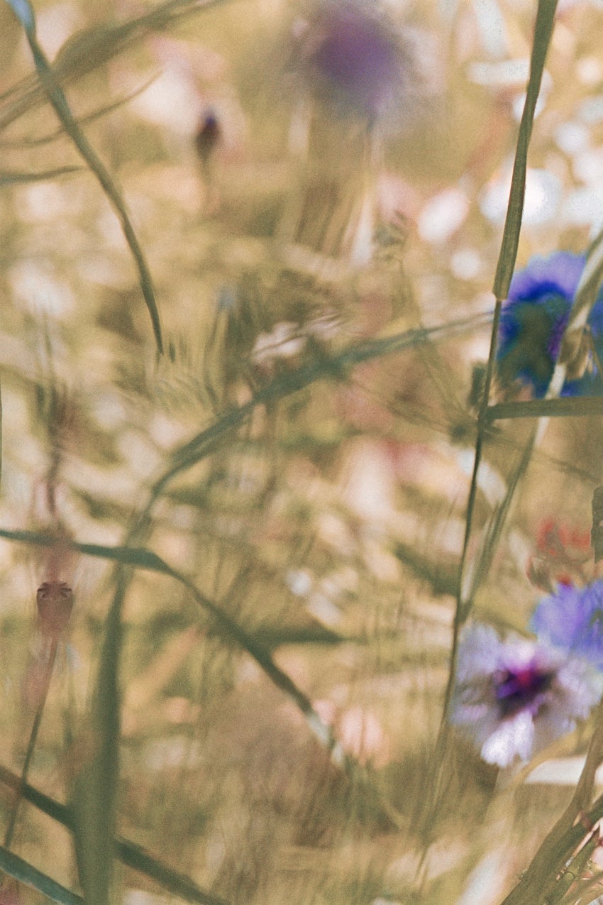 Kormblumen Kormblumen