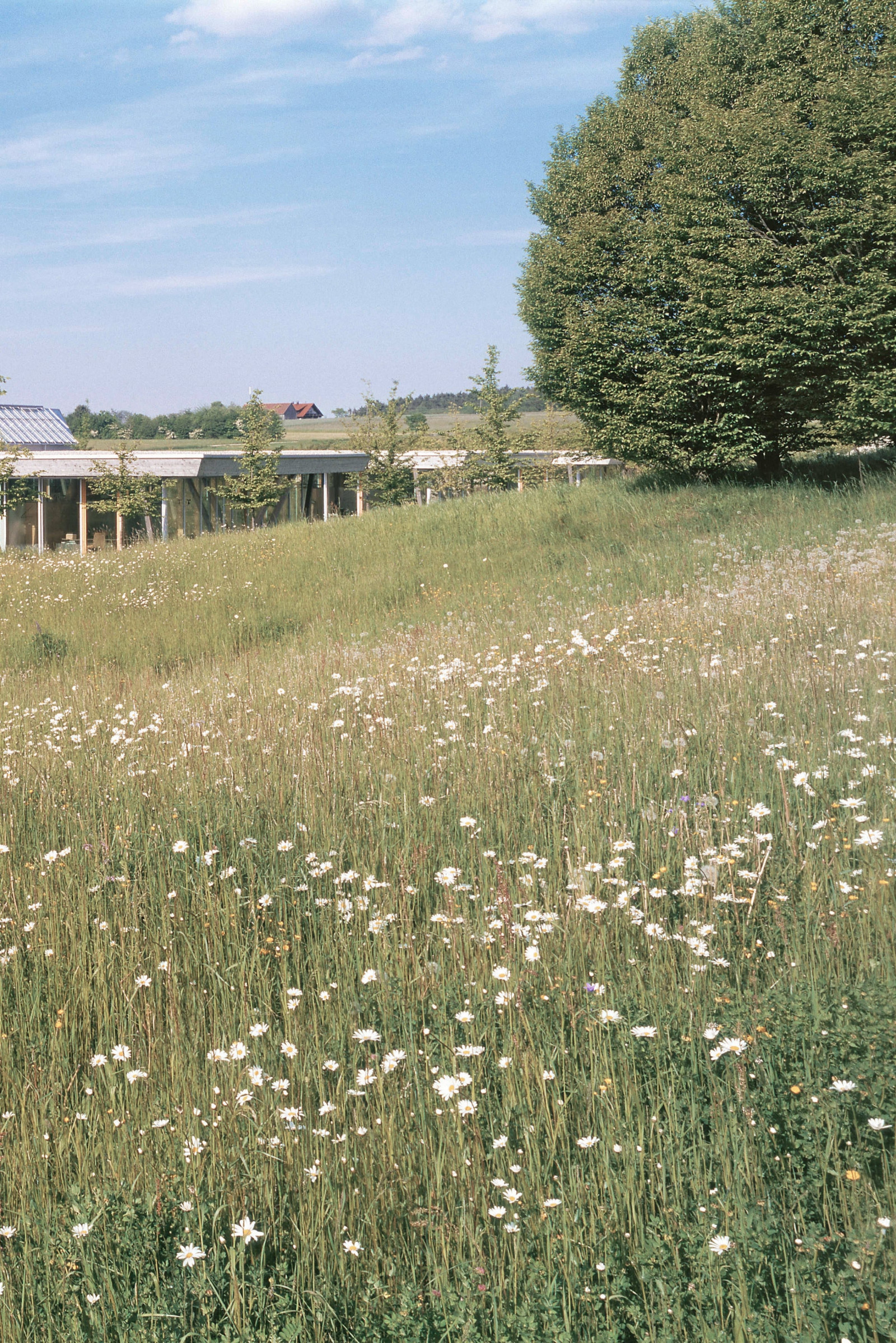 Blumenwiese Blumenwiese